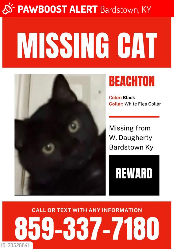 Lost Male Cat last seen On my sisters porch on the side of Daugherty ave where dollar general is, Bardstown, KY 40004