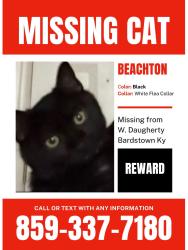 Lost Male Cat last seen On my sisters porch on the side of Daugherty ave where dollar general is, Bardstown, KY 40004