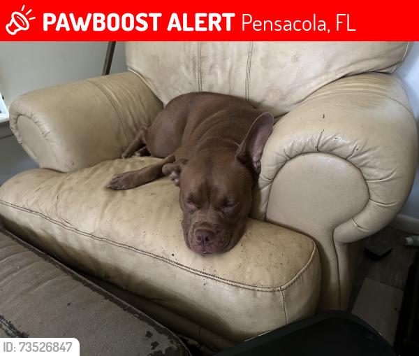 Lost Female Dog last seen Burgess and Confederate Drive, Pensacola, FL 32503