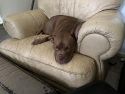 Lost Female Dog last seen Burgess and Confederate Drive, Pensacola, FL 32503