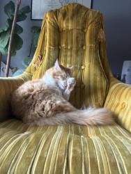 Reunited Male Cat last seen Near E Downington South, Salt Lake City, UT 84115