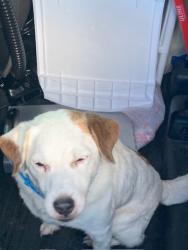 Reunited Male Dog last seen Port Saint Lucie, Port St. Lucie, FL 34986