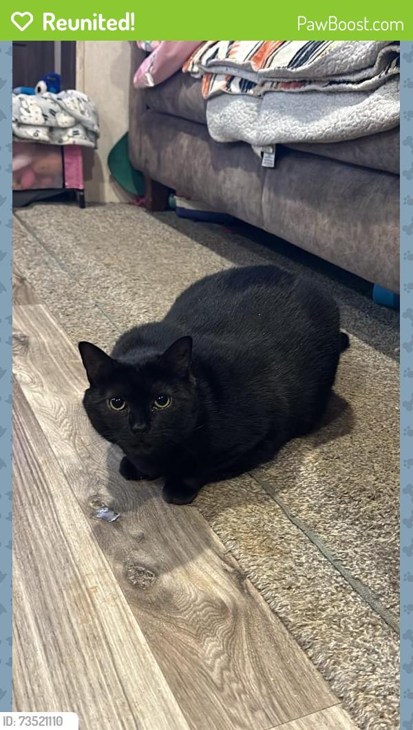 Reunited Female Cat last seen Clinton hwy, cruze rd, Powell, TN 37849