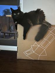 Reunited Male Cat last seen Terra Vista Way & Edison Ave, Sacramento, CA 95821