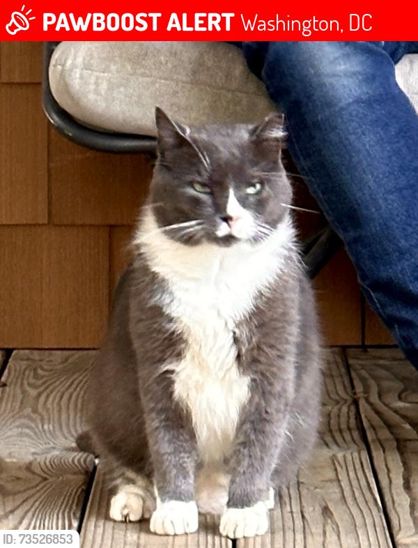 Lost Male Cat last seen 12th & Jackson ST NE near The Harp, Washington, DC 20017