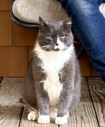 Lost Male Cat last seen 12th & Jackson ST NE near The Harp, Washington, DC 20017