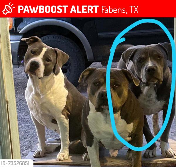 Lost Male Dog last seen Auto Zone, Fabens, TX 79838