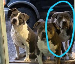 Lost Male Dog last seen Auto Zone, Fabens, TX 79838