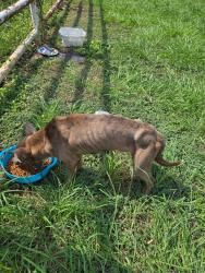 Found/Stray Male Dog last seen I-35 and Dinn Dr., San Antonio, TX 78218