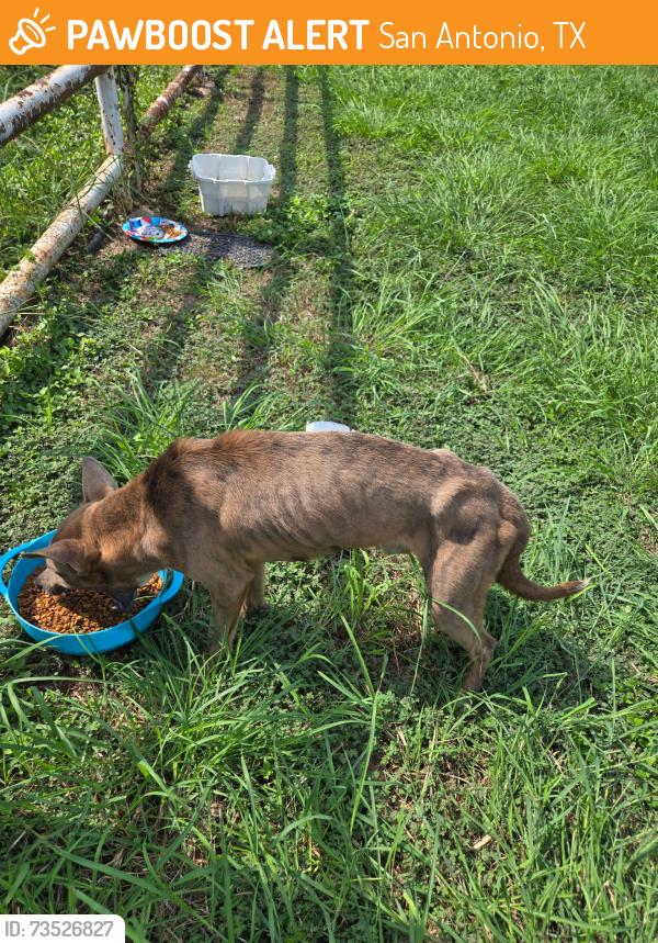 Found/Stray Male Dog last seen I-35 and Dinn Dr., San Antonio, TX 78218