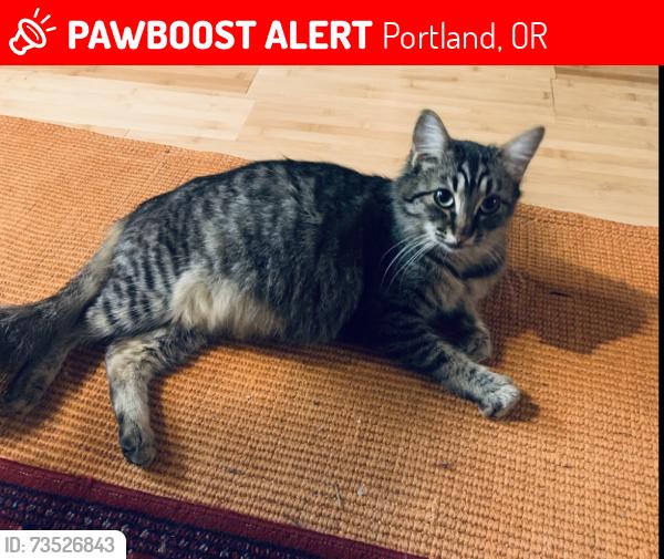 Lost Female Cat last seen SE 26th and Rhône Portland, OR 97202, Portland, OR 97202