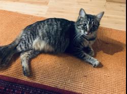 Lost Female Cat last seen SE 26th and Rhône Portland, OR 97202, Portland, OR 97202