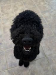 Reunited Female Dog last seen Halverson, Elk Grove, CA 95624