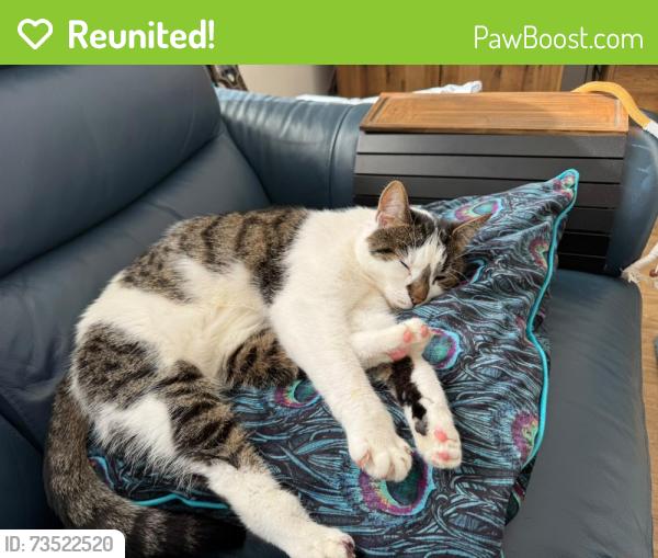 Reunited Female Cat last seen Smallfield Road, near mini roundabout to Hathersham Lane, Surrey, England RH6 9LR