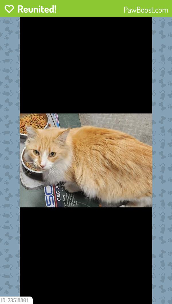 Reunited Female Cat last seen Floradora and armstrong, Fresno, CA 93727