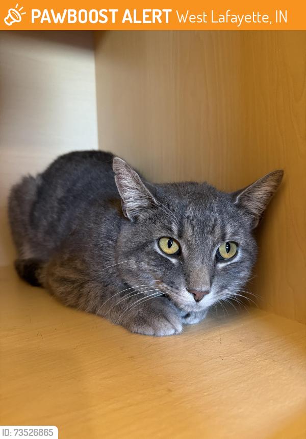 Found/Stray Male Cat last seen Chauncey Square Apt, West Lafayette, IN 47906