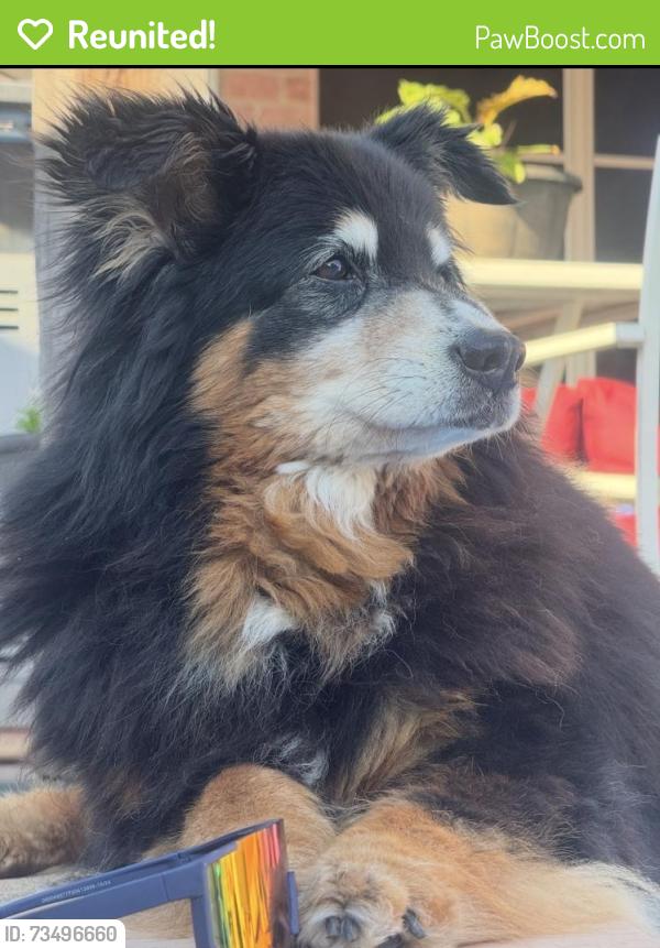 Reunited Female Dog last seen South grand prairie high school, Grand Prairie, TX 75052