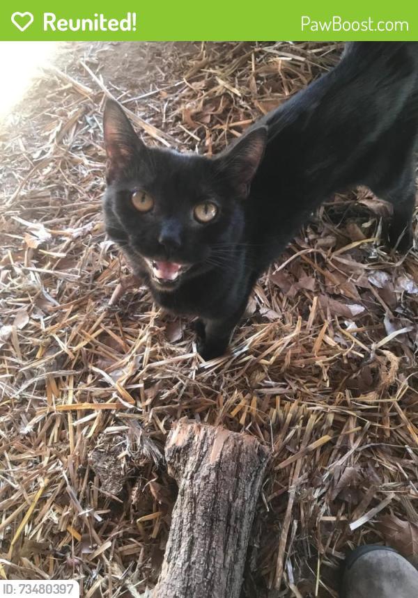 Reunited Unknown Cat last seen Near N. Clinton Ave, Trenton, NJ 08638