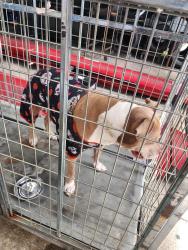 Found/Stray Female Dog last seen Daytona toyota, Daytona Beach, FL 32114