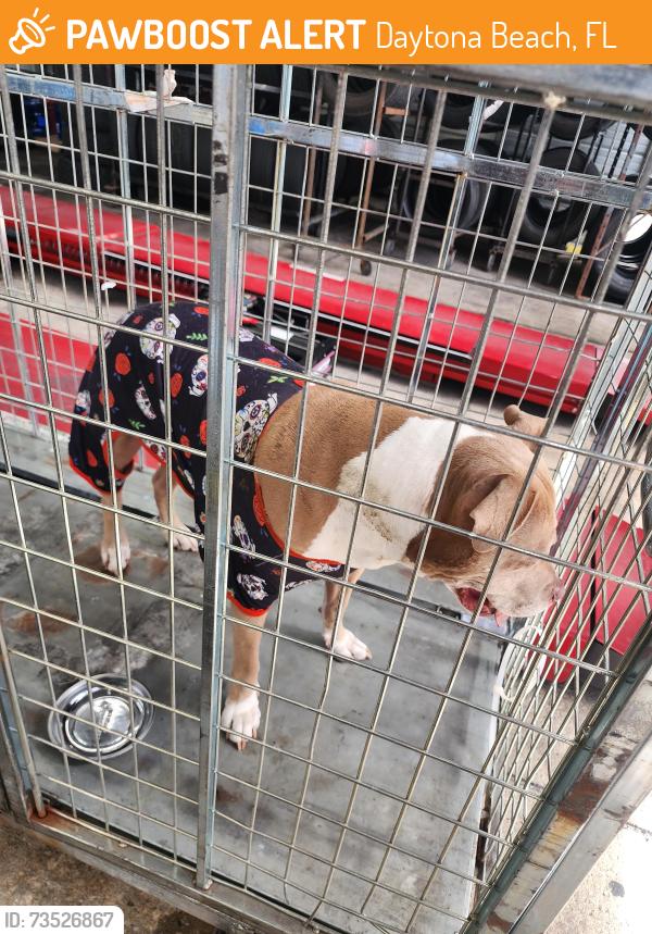Found/Stray Female Dog last seen Daytona toyota, Daytona Beach, FL 32114