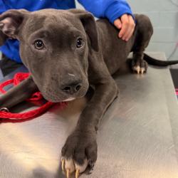 Shelter Stray Male Dog last seen , 980 Guilford College Rd, Greensboro, NC 27409, USA