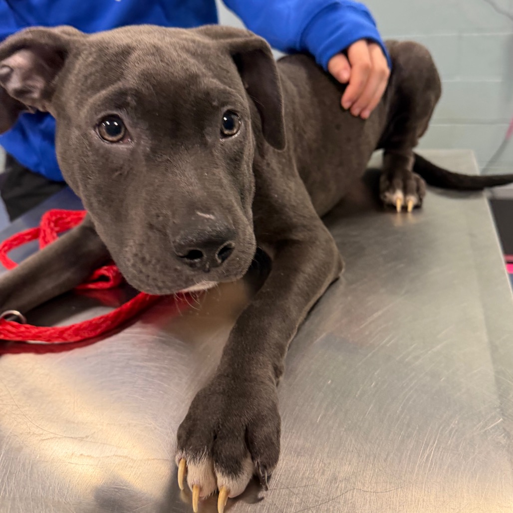 Shelter Stray Male Dog last seen , 980 Guilford College Rd, Greensboro, NC 27409, USA