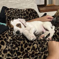 Shelter Stray Male Dog last seen , 2350 Appling City Cove, Memphis, TN 38133, USA