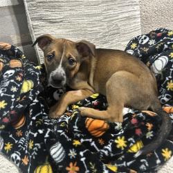 Shelter Stray Female Dog last seen , 2350 Appling City Cove, Memphis, TN 38133, USA