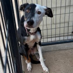Shelter Stray Female Dog last seen , 141 Canna Ln, Lake Jackson, TX 77566, USA