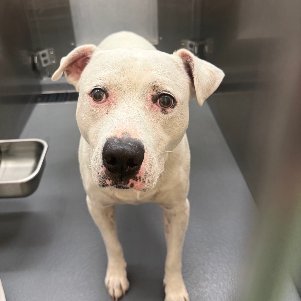 Shelter Stray Male Dog last seen , 2350 Appling City Cove, Memphis, TN 38133, USA