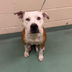 Shelter Stray Female Dog last seen , 2350 Appling City Cove, Memphis, TN 38133, USA