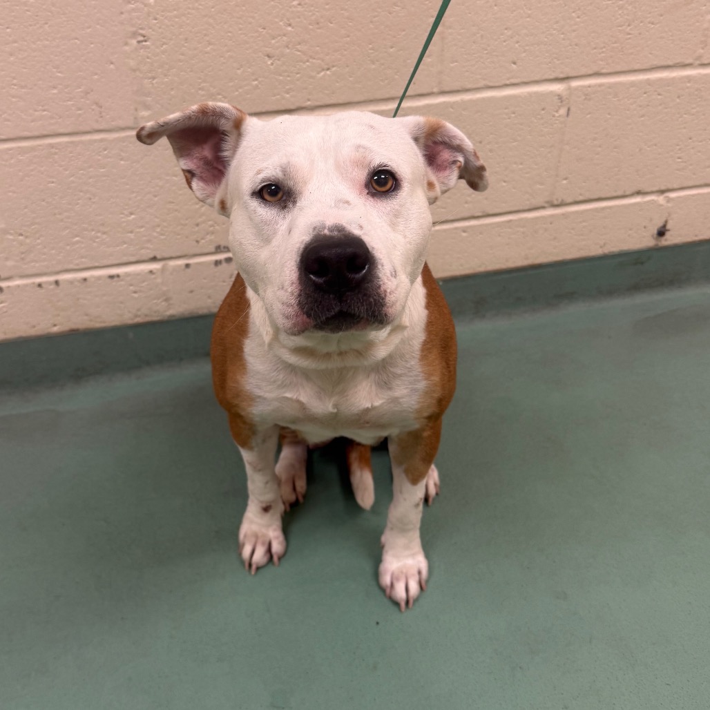 Shelter Stray Female Dog last seen , 2350 Appling City Cove, Memphis, TN 38133, USA