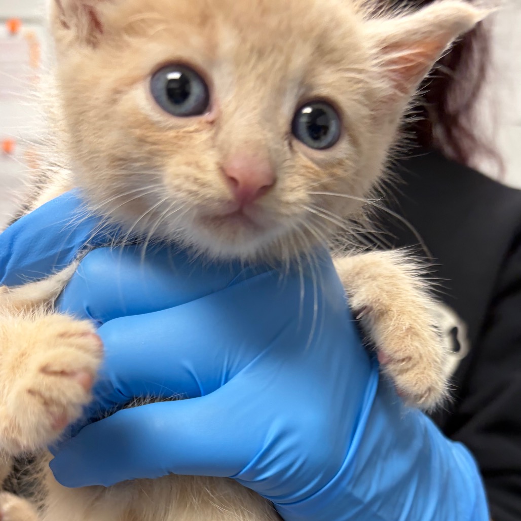 Shelter Stray Male Cat last seen , 328 Furman Hall Rd, Greenville, SC 29609, USA
