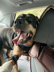 Found/Stray Female Dog last seen Arden Park north, Ocoee, FL 32703