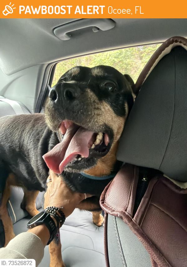 Found/Stray Female Dog last seen Arden Park north, Ocoee, FL 32703