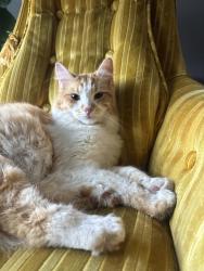 Reunited Male Cat last seen Downington Ave S 400 E, Salt Lake City, UT 84115
