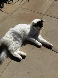 Found/Stray Female Cat last seen St. Brendan’s, Cumming, GA 30040