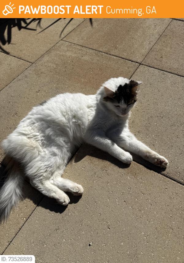 Found/Stray Female Cat last seen St. Brendan’s, Cumming, GA 30040