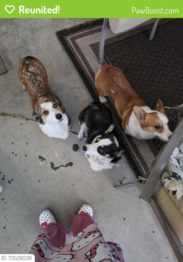 Reunited Male Dog last seen 27st, San Bernardino, CA 92405