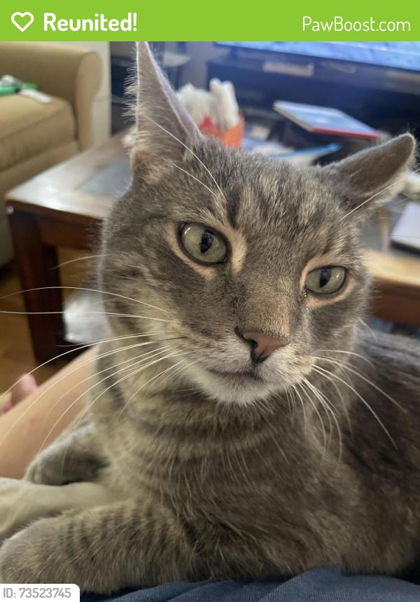 Reunited Male Cat last seen 44th and Lowell, Denver, CO 80212