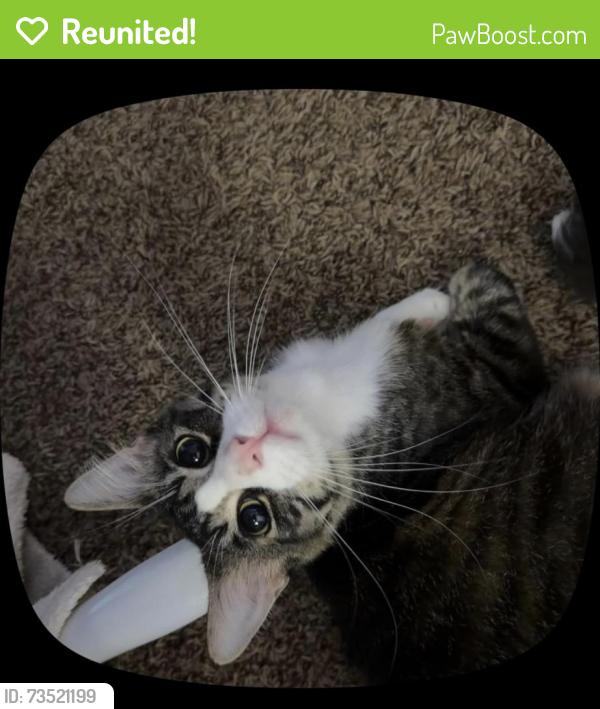 Reunited Male Cat last seen spring fork drive, Spring, TX 77373