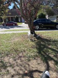 Reunited Female Dog last seen Eagles landing dr, Raleigh, NC 27616