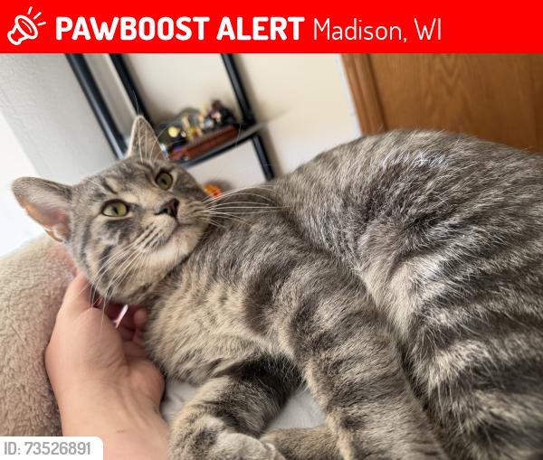 Lost Male Cat last seen Glacier Hill Drive, Madison, WI 53704