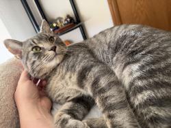 Lost Male Cat last seen Glacier Hill Drive, Madison, WI 53704