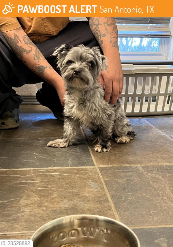 Found/Stray Male Dog last seen Broadmoor Bend, San Antonio, TX 78251