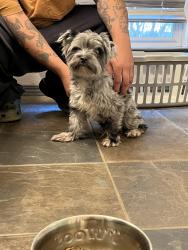 Found/Stray Male Dog last seen Broadmoor Bend, San Antonio, TX 78251