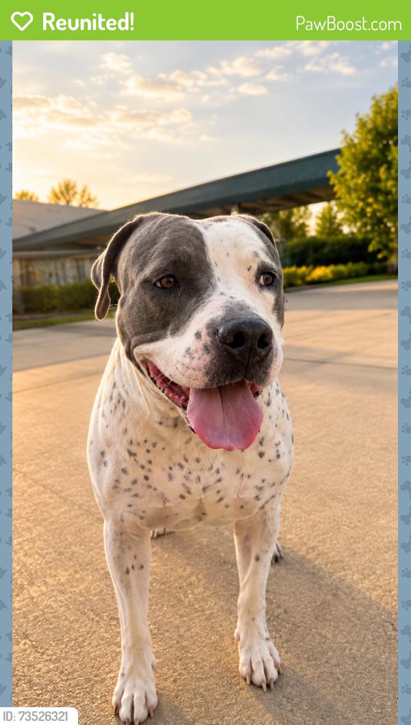 Reunited Female Dog last seen Near Gregory Dr Tampa fl 33617, Tampa, FL 33613