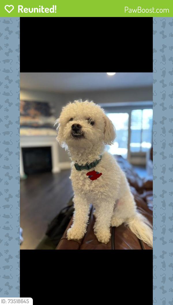 Reunited Male Dog last seen Mapleleaf Falls, Allen, Allen, TX 75002