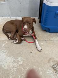 Found/Stray Female Dog last seen Rowley Park, Gardena, CA 90249