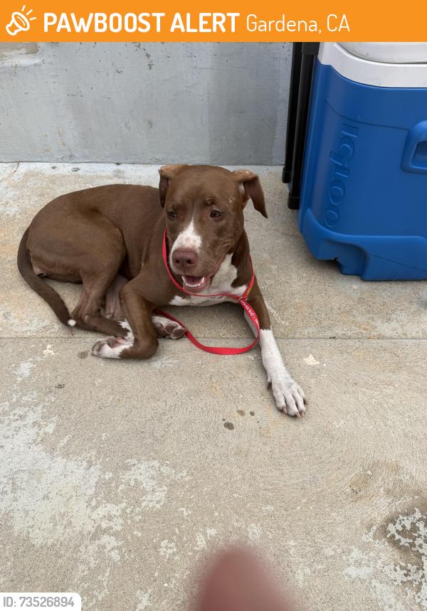 Found/Stray Female Dog last seen Rowley Park, Gardena, CA 90249